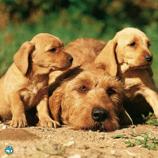 巴塞特·法福·布列塔尼犬-9