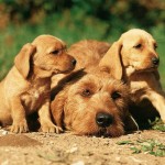 巴塞特·法福·布列塔尼犬-缩略图-9