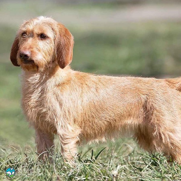 巴塞特·法福·布列塔尼犬-10