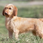 巴塞特·法福·布列塔尼犬-缩略图-10