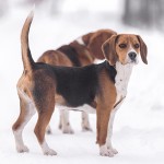 哈利犬-缩略图-1