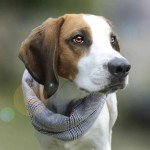 哈利犬-缩略图-2