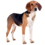 哈利犬-缩略图-3