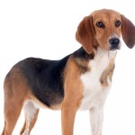 哈利犬-缩略图-4