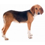 哈利犬-缩略图-5