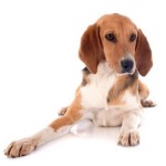 哈利犬-缩略图-6