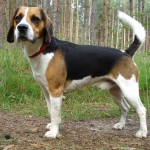 哈利犬-缩略图-7