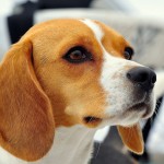 比格猎犬-缩略图-1