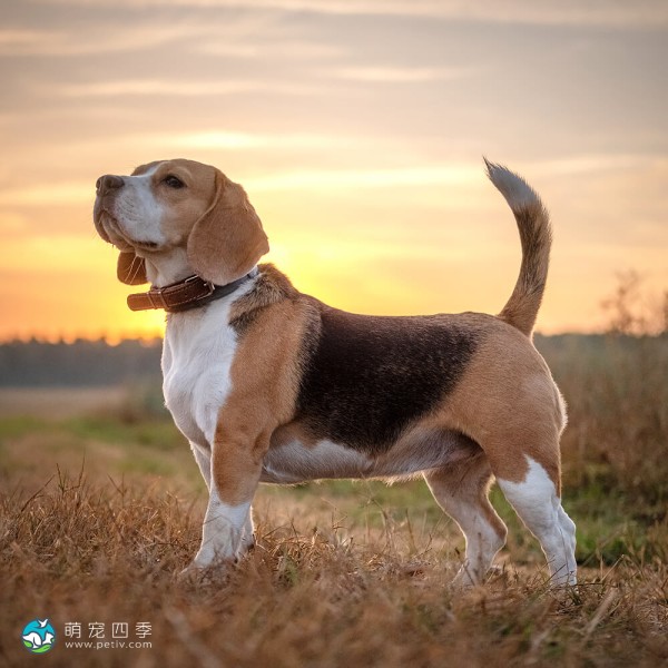 比格猎犬-2