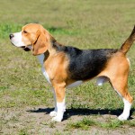 比格猎犬-缩略图-3