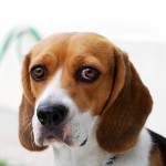 比格猎犬-缩略图-4