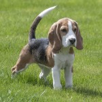 比格猎犬-缩略图-5