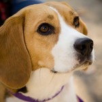 比格猎犬-缩略图-7