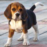 比格猎犬-缩略图-8