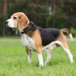 比格猎犬-缩略图-9