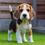 比格猎犬-缩略图-10