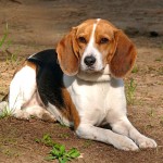 比格猎犬-缩略图-11