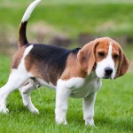 美国猎狐犬-缩略图-1