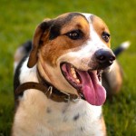 美国猎狐犬-缩略图-2