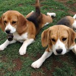 美国猎狐犬-缩略图-3