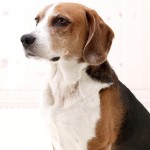 美国猎狐犬-缩略图-4