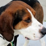 美国猎狐犬-缩略图-5