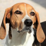 美国猎狐犬-缩略图-6