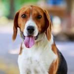 美国猎狐犬-缩略图-7