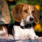 美国猎狐犬-缩略图-8