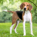 美国猎狐犬-缩略图-9