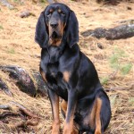 黑褐猎浣熊犬-缩略图-1