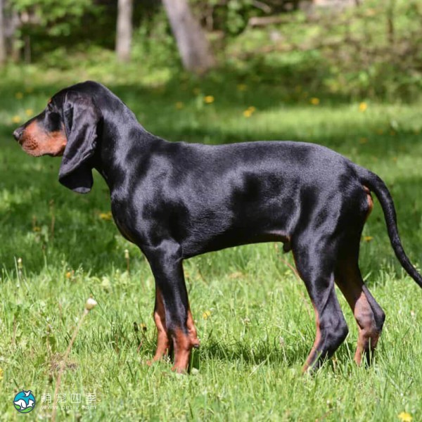 黑褐猎浣熊犬-2