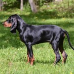 黑褐猎浣熊犬-缩略图-2