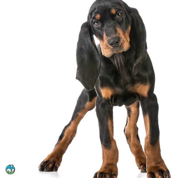 黑褐猎浣熊犬-5