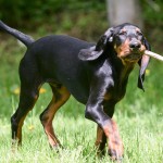 黑褐猎浣熊犬-缩略图-6