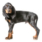 黑褐猎浣熊犬-缩略图-7