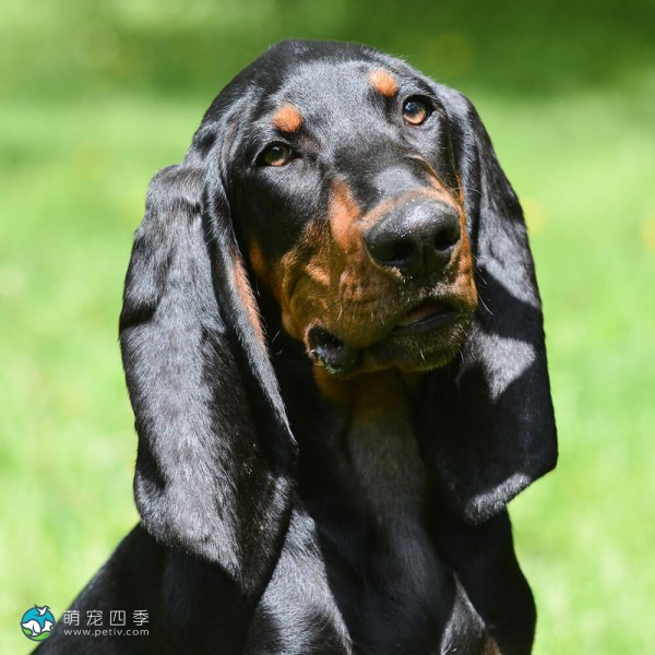 黑褐猎浣熊犬-8