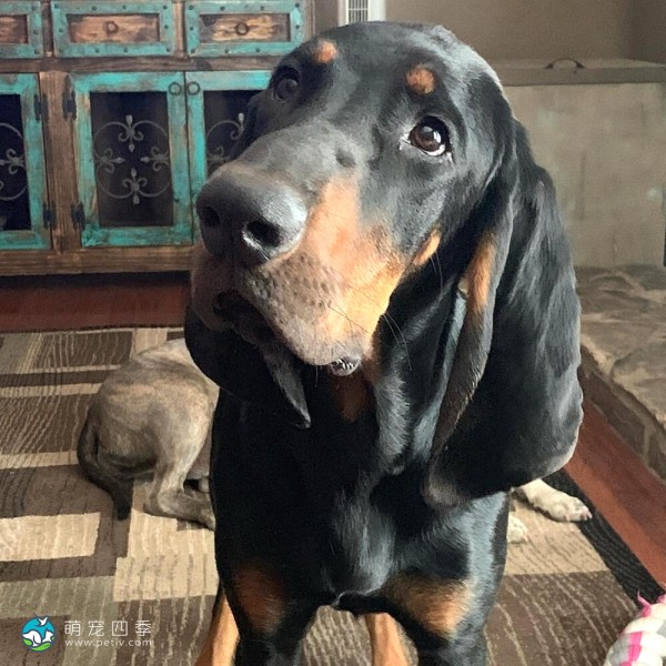 黑褐猎浣熊犬-9