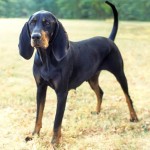 黑褐猎浣熊犬-缩略图-10