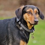 黑褐猎浣熊犬-缩略图-11