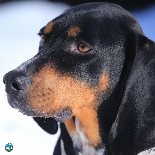 黑褐猎浣熊犬-12