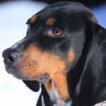 黑褐猎浣熊犬-缩略图-12