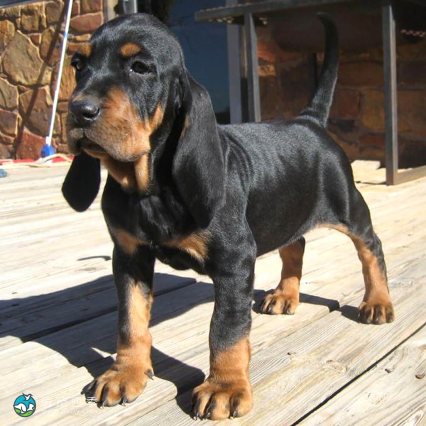 黑褐猎浣熊犬-13