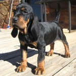 黑褐猎浣熊犬-缩略图-13