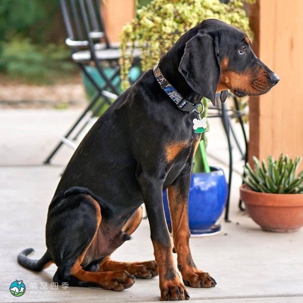 黑褐猎浣熊犬-14