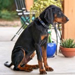 黑褐猎浣熊犬-缩略图-14