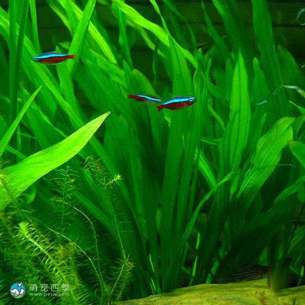 乌拉圭皇冠草-1