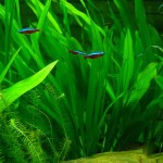 乌拉圭皇冠草-缩略图-1