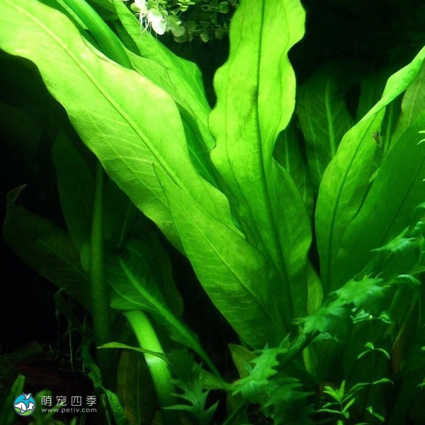 乌拉圭皇冠草-2