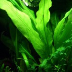 乌拉圭皇冠草-缩略图-2